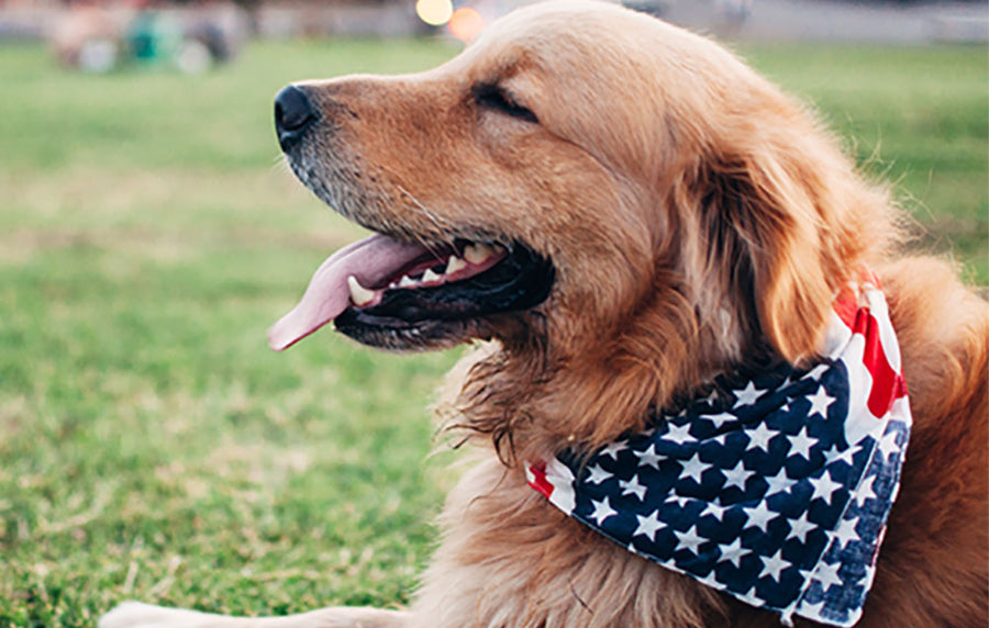 dog laying on grass with american flag bandana around neck