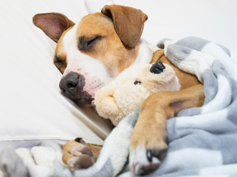 Keep Your Dog Calm During the Holidays with Pawlife Pets’ Calm Pup Chews