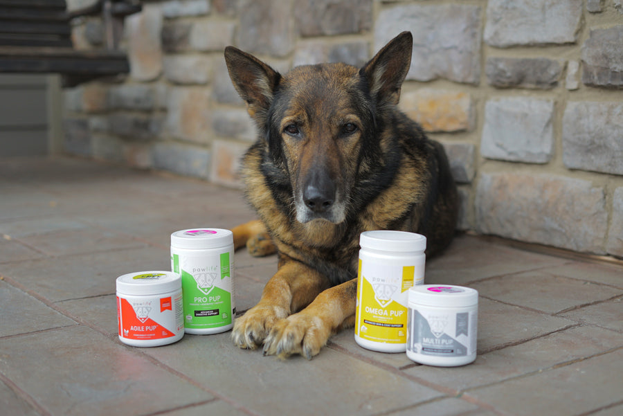 How to know when your puppy is ready for adult dog food