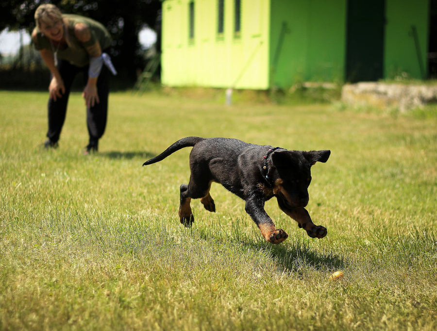 Keeping Your Pets Entertained While You’re Away from Home