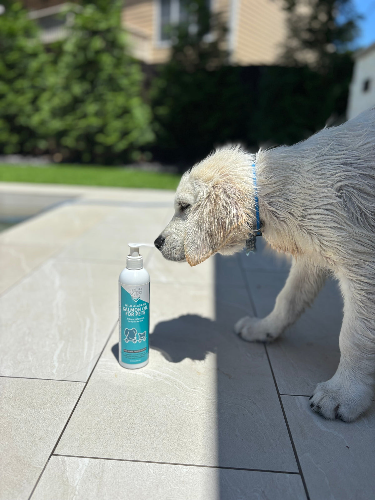 The Benefits of Wild Alaskan Fish Oil for Dogs & Cats: Why Omega Fatty Acids Matter for Your Pet's Health