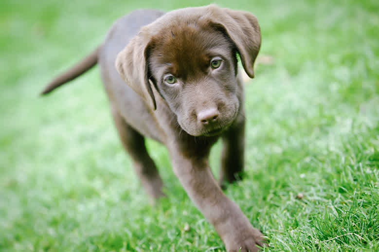 The Ultimate Dog Mom/Dad Starter Pack