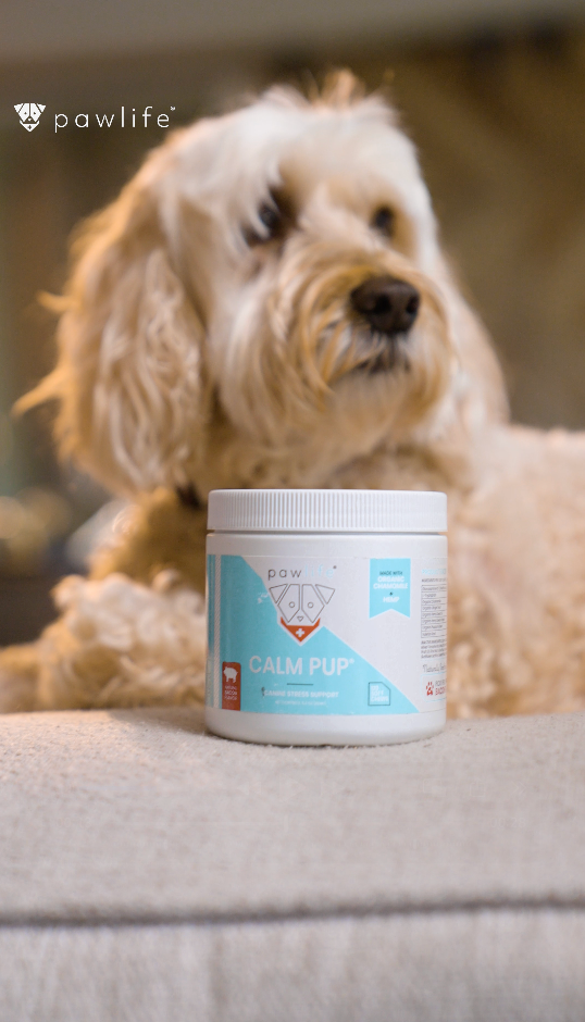 Is Your Dog Stressed? Here’s How To Tell (And What You Can Do About It)