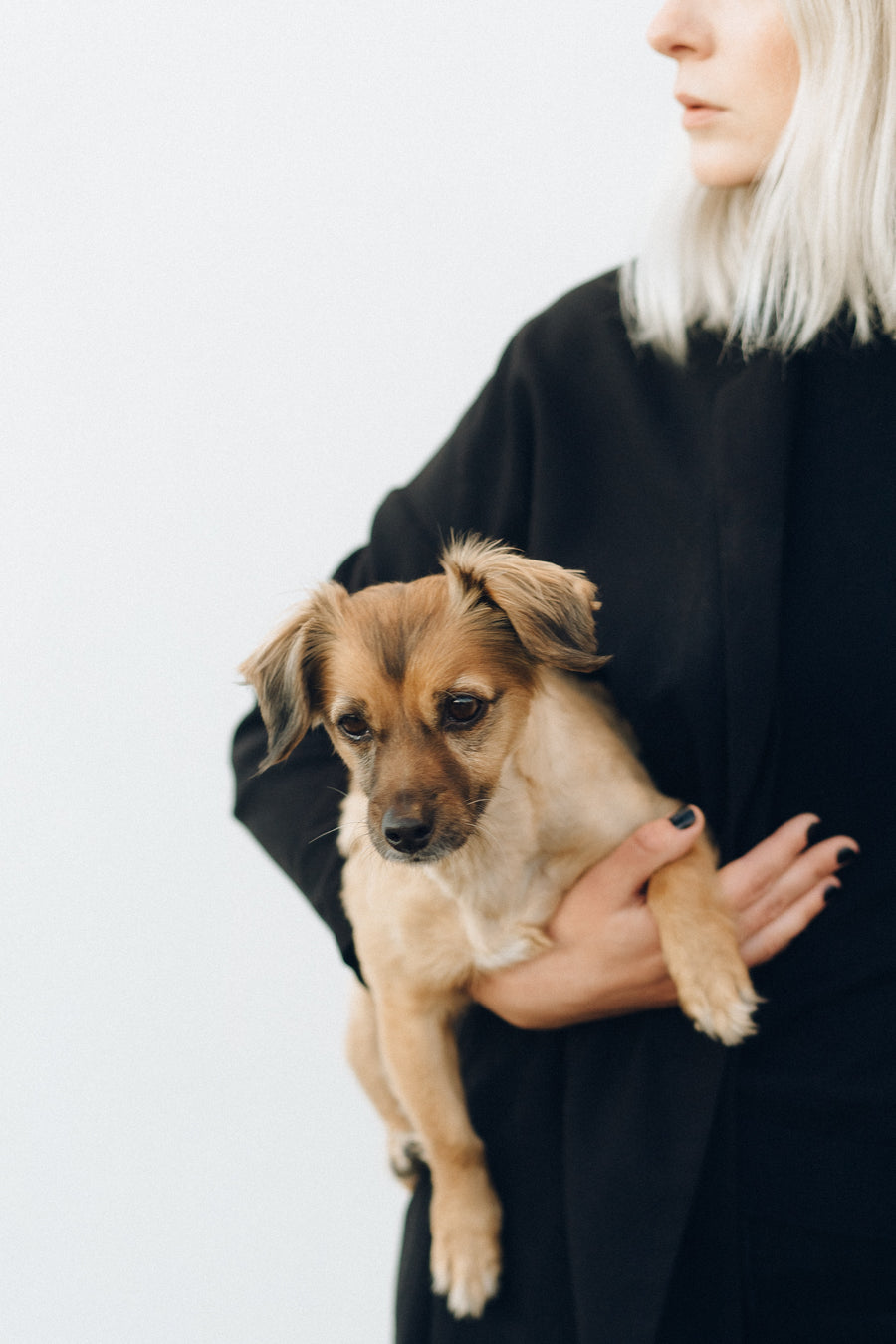 Five Reasons Why Shelter Dogs Are the Best
