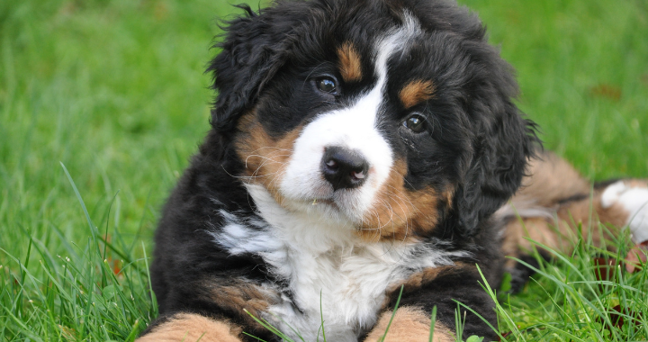 Seasonal Dog Care: How to Support Your Pup’s Health Year-Round