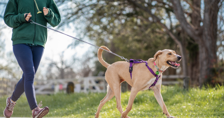 Why Omega-3s Are Essential for Your Dog’s Skin, Coat, and Overall Health