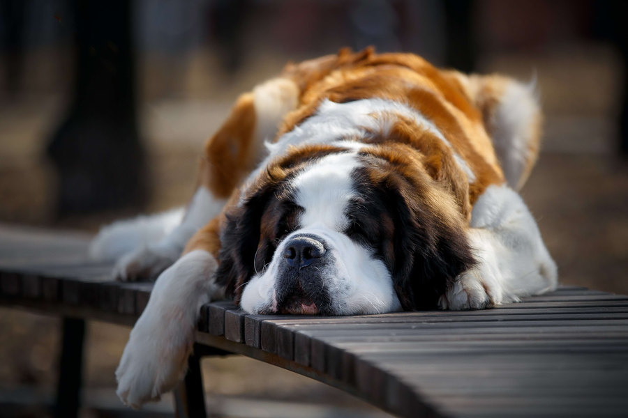 How to Calm Your Dog During Thunderstorms, Rain, and Lightning