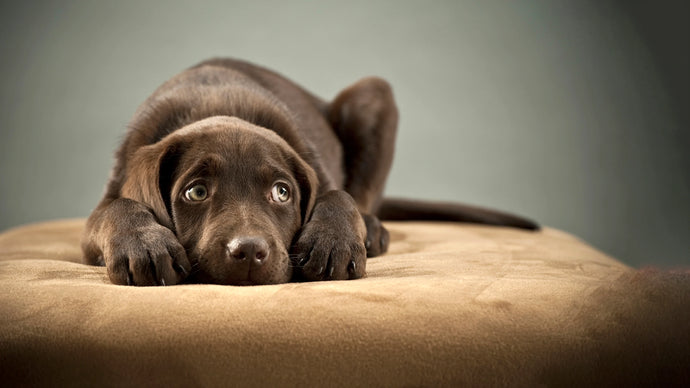 Easing Dog Anxiety: Practical Tips and Calming Supplements