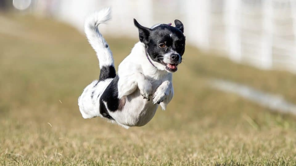 From Puppy Zoomies to Senior Snoozes: What Energy Levels Say About Your Dog’s Health
