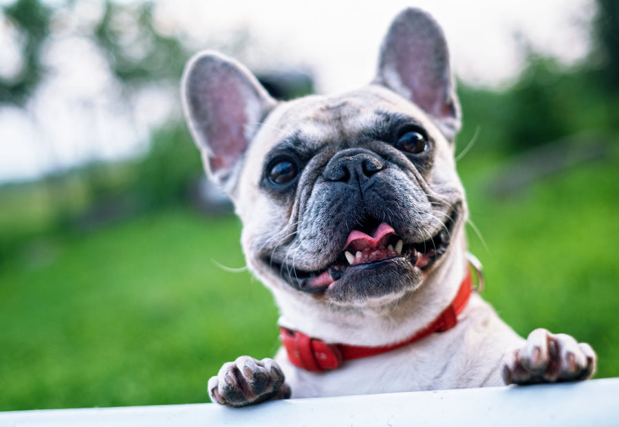 Five Common Natural Supplements of Your Dog