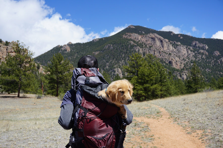 Traveling with our Furry Companions