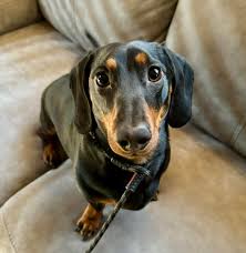 The Secret Language of Your Dog: What Their Body Is Really Saying