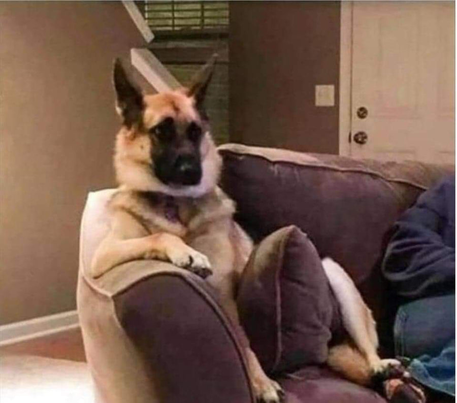 Sunday Reset: The Weekend Routine Your Dog Will Thank You For