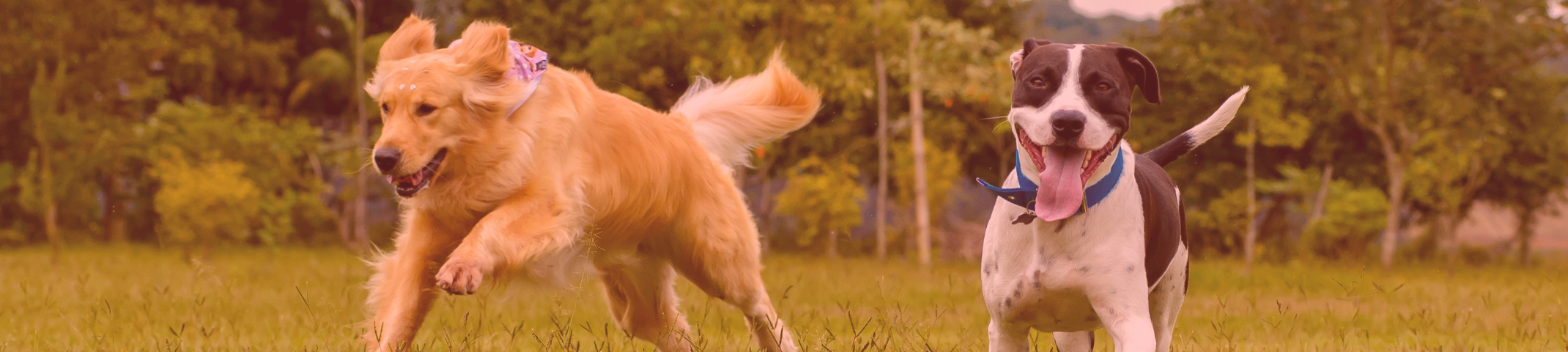 Golden Retriever and American Pit Bull Terrier running joyfully across a grassy field with trees in the background; the Retriever wears a patterned bandana while the Pit Bull has its tongue out and wears a blue collar.