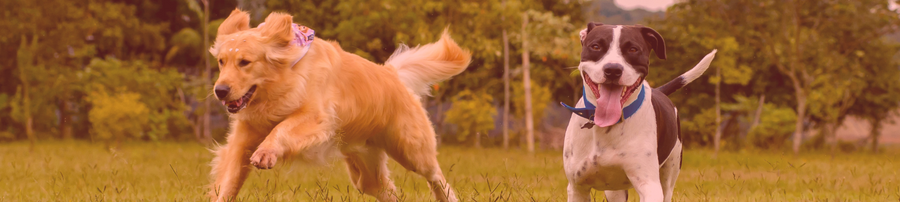 Golden Retriever and American Pit Bull Terrier running joyfully across a grassy field with trees in the background; the Retriever wears a patterned bandana while the Pit Bull has its tongue out and wears a blue collar.