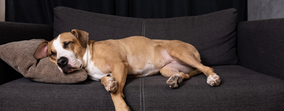 Dog Calming & Stress Relief