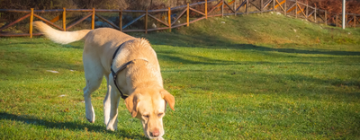 Skin, Coat & Shedding Care