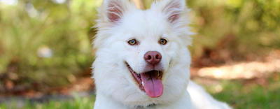 Dog Bladder Support