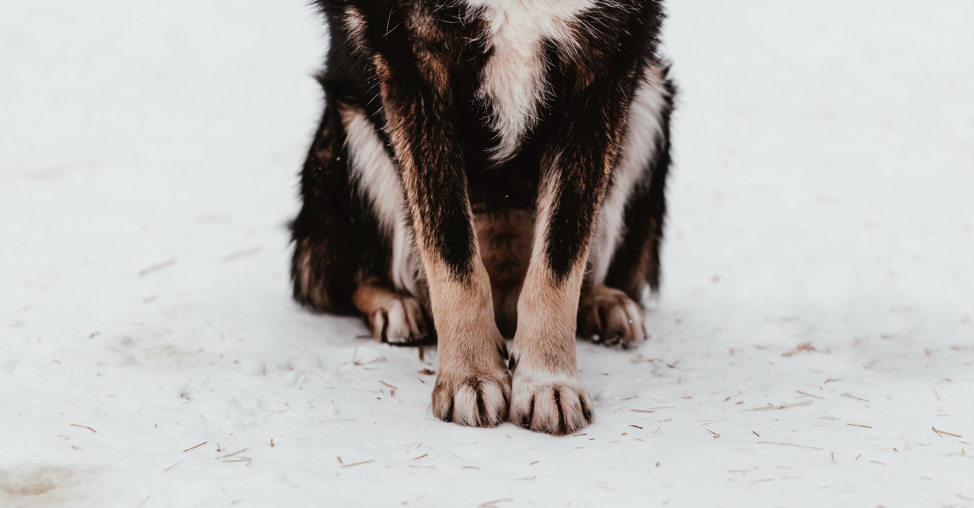 Close-up of a dog’s front legs and paws sitting on a snow-covered surface. The dog's fur is a mix of black, brown, and white, and the scene focuses solely on its lower half, capturing the texture of its fur and the soft imprint of its paws in the snow.