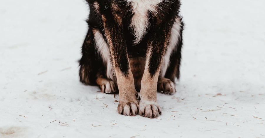 Close-up of a dog’s front legs and paws sitting on a snow-covered surface. The dog's fur is a mix of black, brown, and white, and the scene focuses solely on its lower half, capturing the texture of its fur and the soft imprint of its paws in the snow.