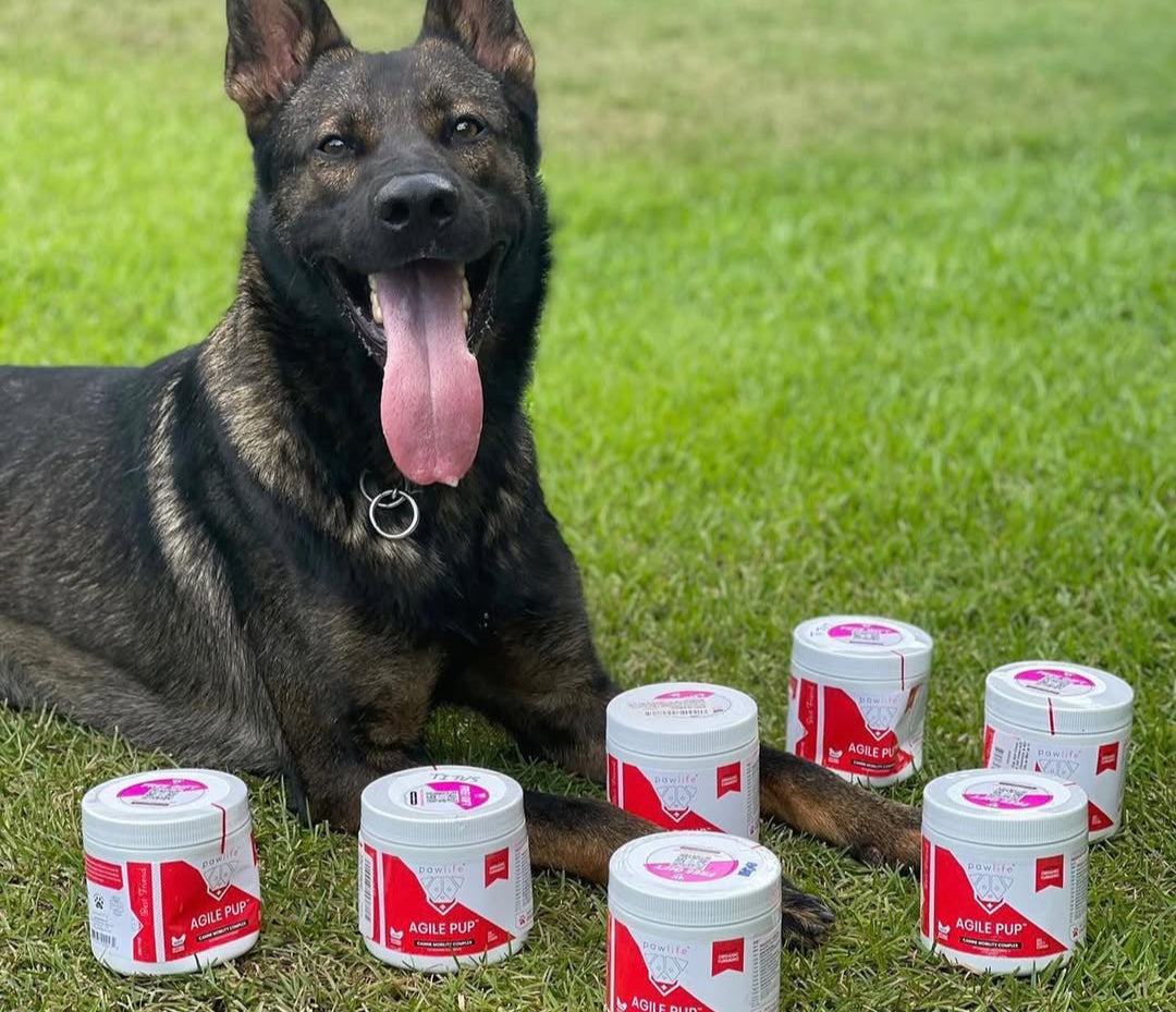 Large German Shepherd-style dog with a black and brown coat and tongue out, sitting on green grass next to seven containers of Pawlife Agile Pup hip and joint supplement chews for dogs, showing vibrant red and white packaging with labels facing forward—highlighting natural canine joint health support, mobility supplements for active dogs, and premium glucosamine and chondroitin formulas designed for large breeds.