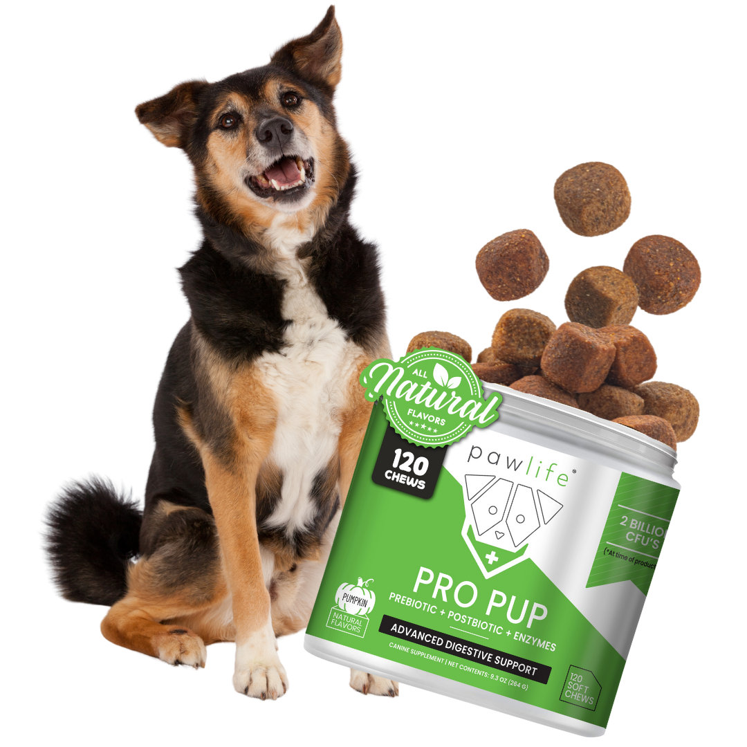 Happy dog sitting beside Pawlife Pro Pup prebiotic and probiotic chews made in the USA, promoting natural digestive health, gut balance, and wellness for dogs.