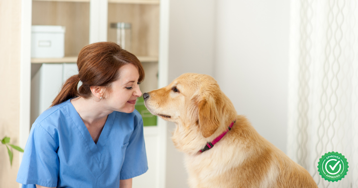 Vet-Approved dog chews, Female veterinarian in blue scrubs smiling nose-to-nose with a golden retriever in a clinical setting, symbolizing trust and care. Green certified seal in bottom right corner. , Woman in blue scrubs interacting with a dog indoors