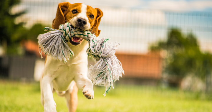 Happy dog playing with a durable rope tug toy in a secure grassy yard, promoting active play, dental health, and physical exercise for energetic pets. , Dog running with a rope toy in a grassy field