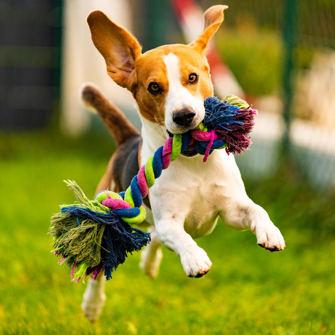 Fit And Furry: Exercises You Can Do With Your Pet