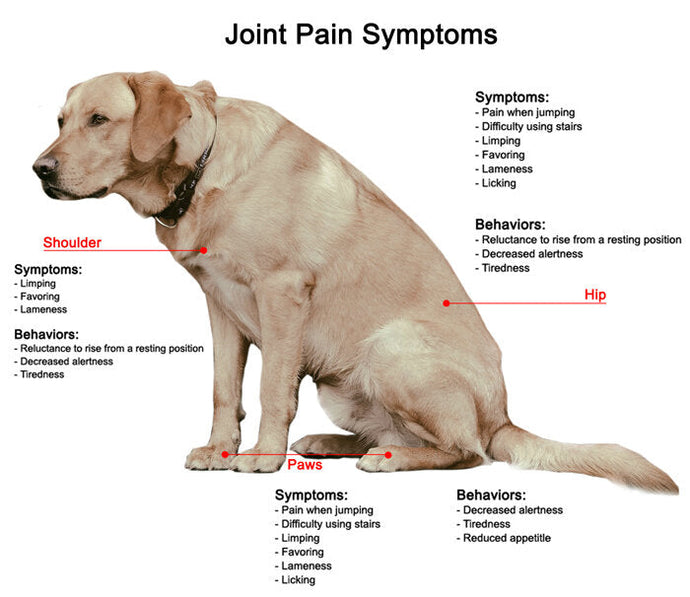 Recognizing Early Signs of Arthritis in Dogs: What Every Pet Parent Should Know