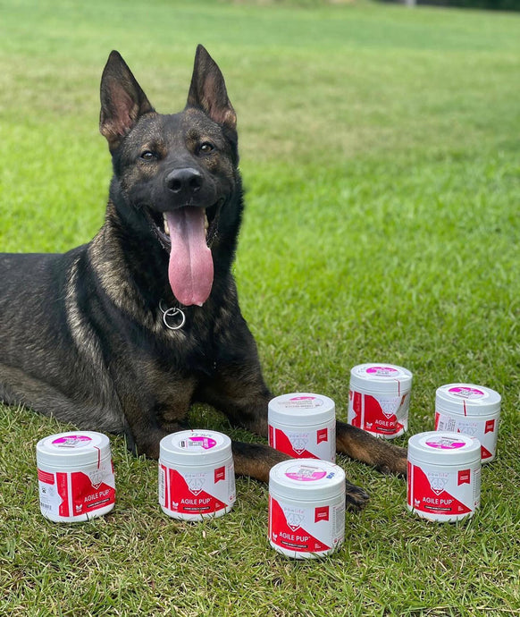 Enhancing the Health and Performance of Working Dogs with Natural Supplements