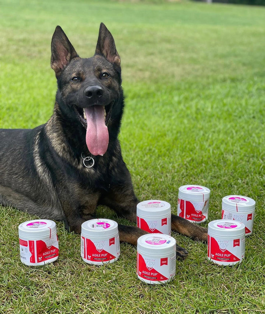 Working dog inspecting a bottle of pet supplement outdoors