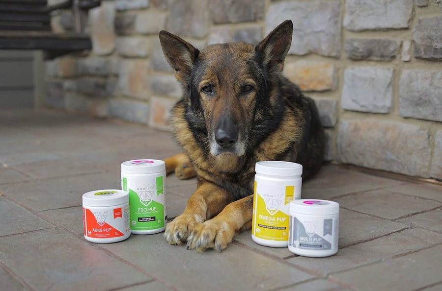 Daily Supplement Routines for Dogs: How to Keep Your Pup Healthy at Every Age