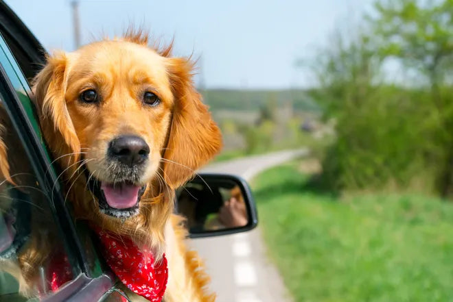 Happy golden dog wearing a red bandana leaning out of a car window during a road trip on a sunny day