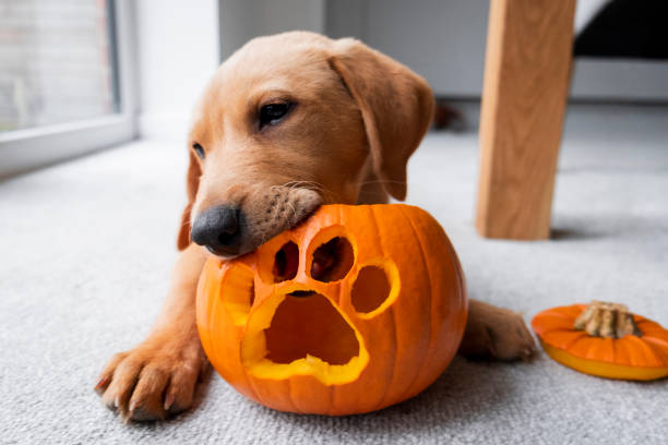 Pumpkin Power: The Surprising Benefits of Pumpkin for Your Dog