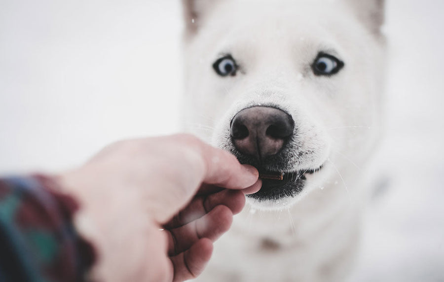 White dog eating a treat from hand
