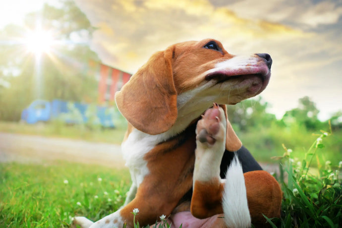 Remedies for Treating Your Dog’s Allergies: How to Help Your Pup Find Relief