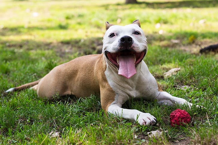 healthy dog, happy pit bull, brown and white dog, dog with toy, red ball, dog in grass, summer park, playful dog, smiling dog, panting dog, outdoor pet, friendly pitbull, canine wellness, dog exercise, pawlife pets