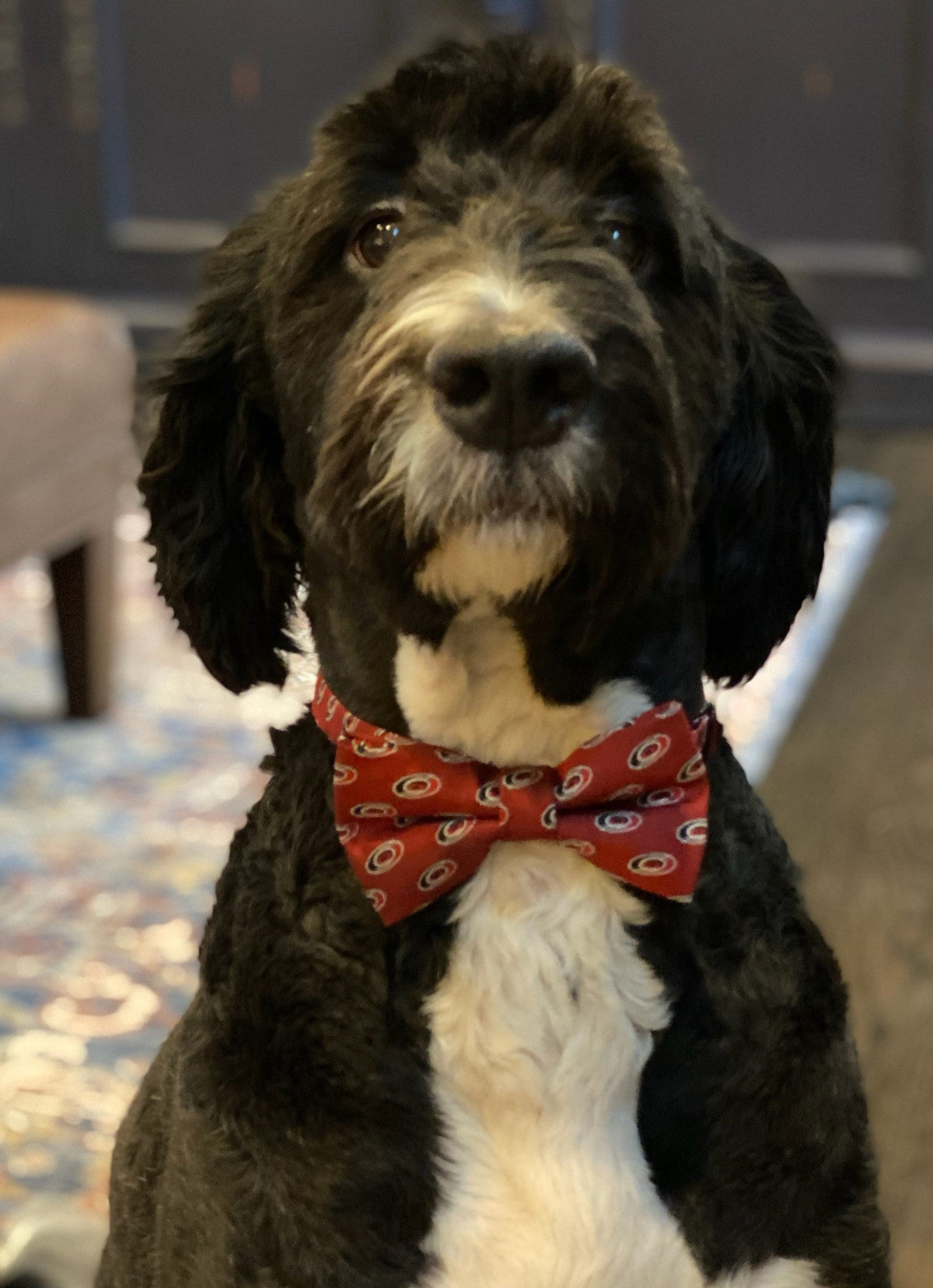 Fluffy black and white dog wearing a red bow tie, sitting proudly indoors after grooming.