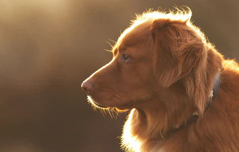 How to Care for Your Aging Dog: Keep Your Senior Pup Happy, Healthy, and Active