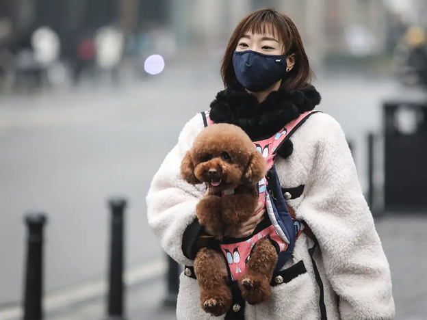 dog being transported in chest narness