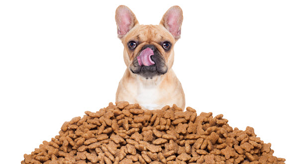 French Bulldog licking its nose while sitting behind a large pile of dry dog food on a white background.