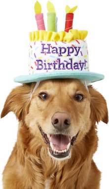 How to Have a Pet-Friendly Birthday Party