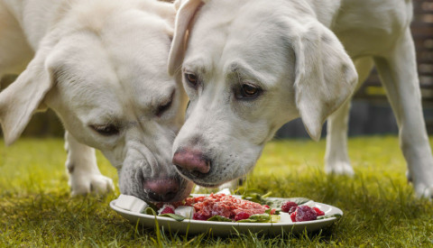Two Labrador dogs eating raw meat and vegetables from a plate outdoors