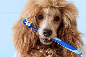 Dog Dental Care, Dog With Tooth Brush 