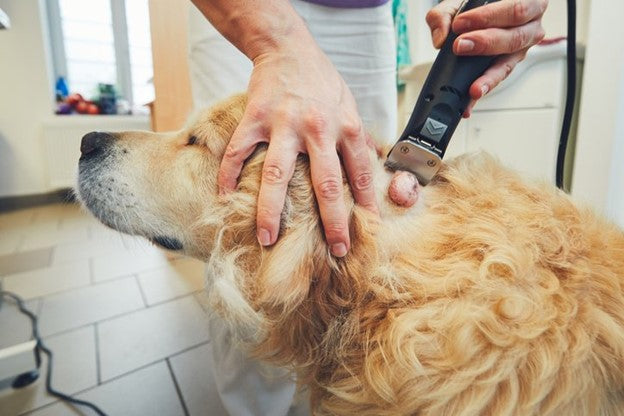 Golden retriever being examined and shaved near the neck area as part of veterinary care