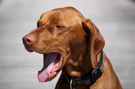 Brown dog yawning outdoors, showing early signs of kennel cough or respiratory irritation.