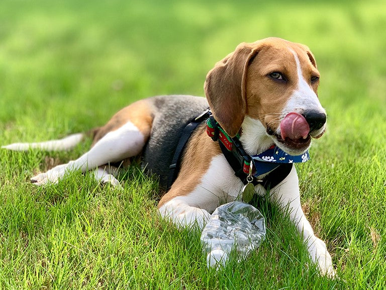 Beagle dog relaxing on grass with a chew toy, symbolizing healthy digestion and gut health from prebiotic support.