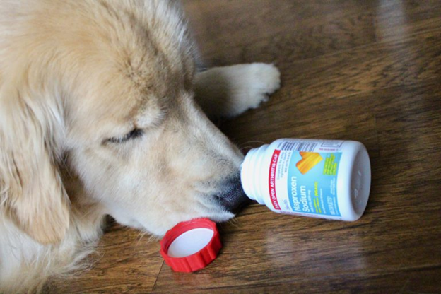 Golden retriever sniffing a spilled bottle of human medication on hardwood floor