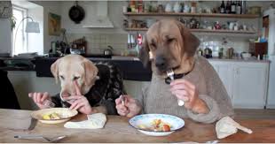 Two dogs sitting at a kitchen table eating human food with utensils, illustrating why people food can be risky for pets